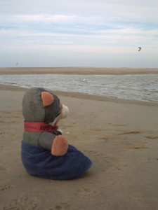Kite-Surfer und Möwen fliegen heute tief Kite-Surfer und Möwen fliegen heute tief